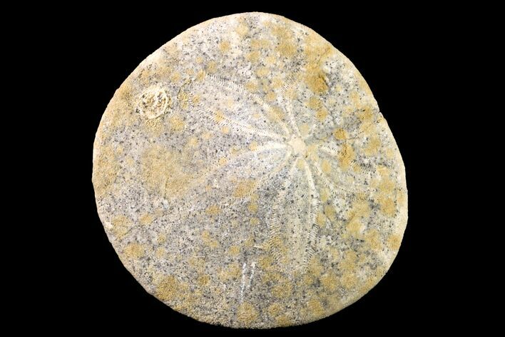 Pliocene Sand Dollar (Dendraster) Fossil - California #156393